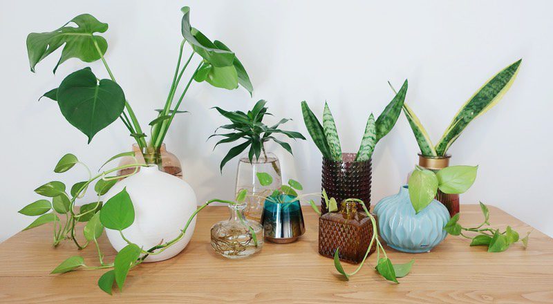 plantas de agua de interior en casa