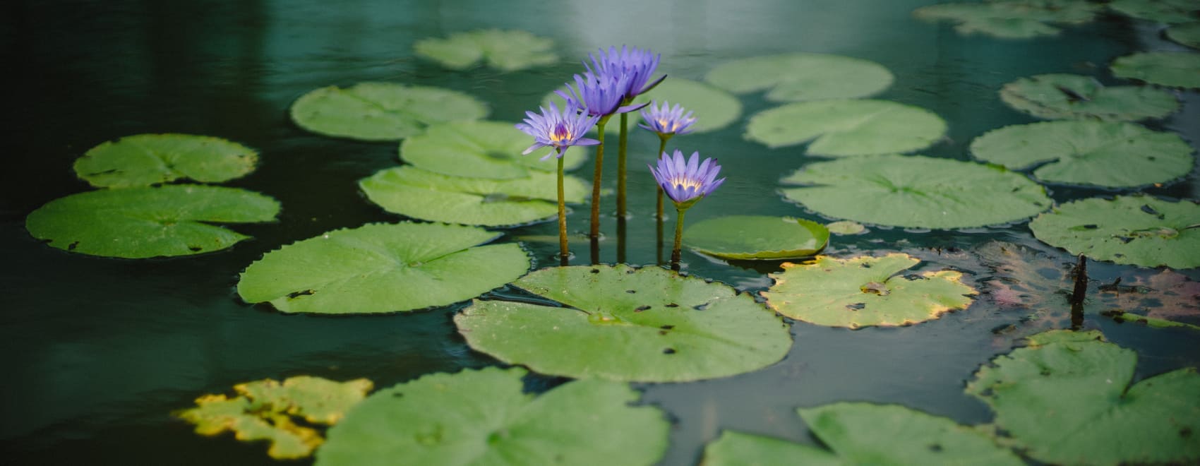 15 mejores plantas acuáticas para estanques de interior y de jardín