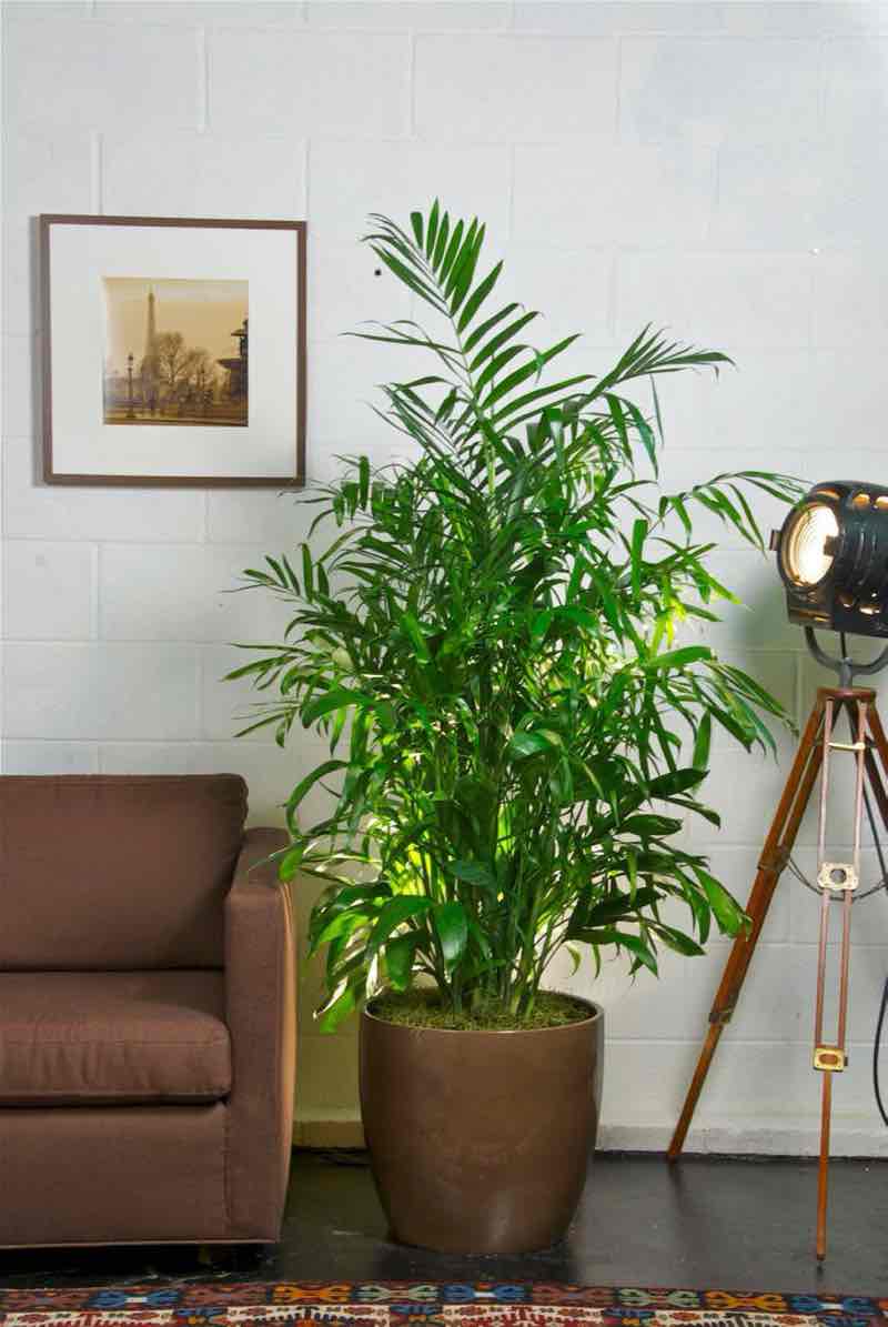 planta de palma de bambú para el dormitorio