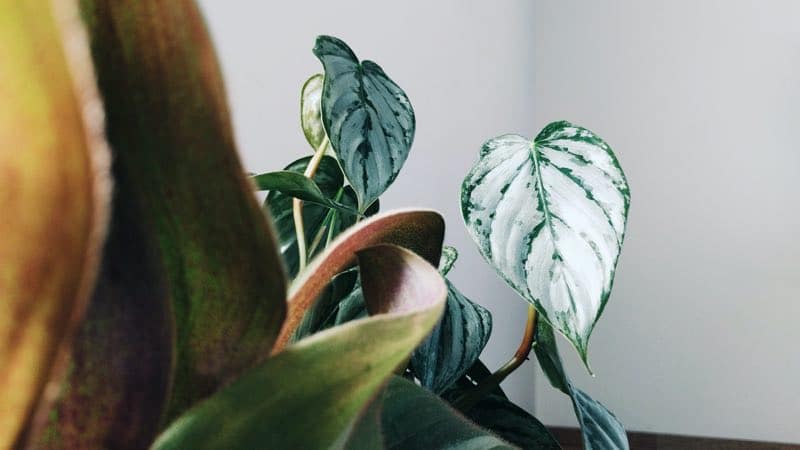 plantas colgantes ideales para el dormitorio
