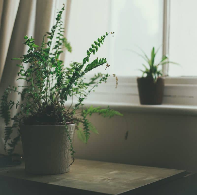 plantas para el dormitorio con poca luz