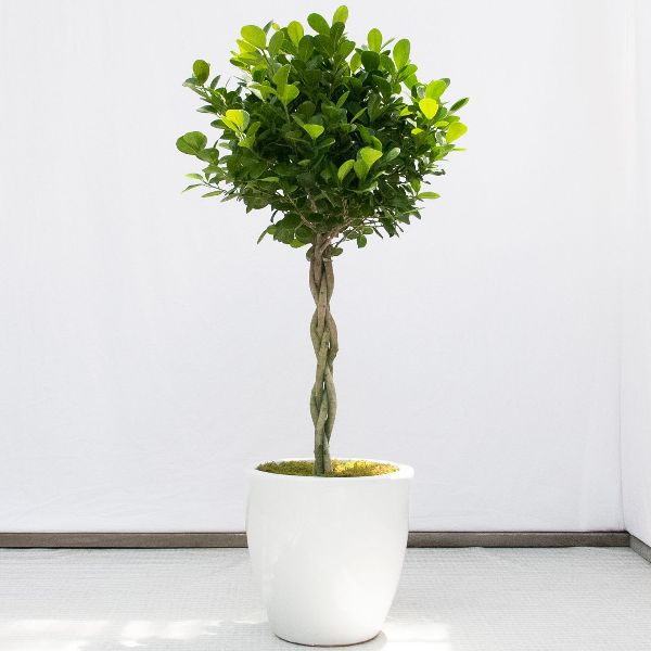Las mejores plantas de interior Ficus