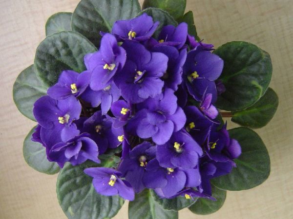 Plantas de interior comunes Violetas africanas
