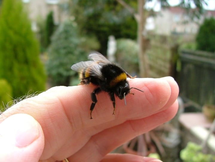 abeja descansando en el dedo