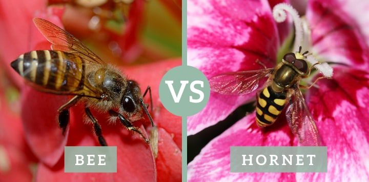 abeja vs avispón