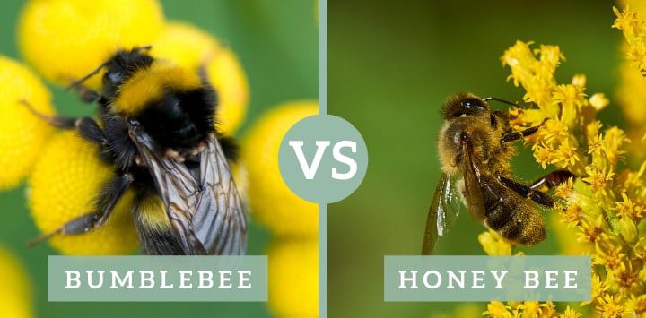 abejorro vs abeja de la miel