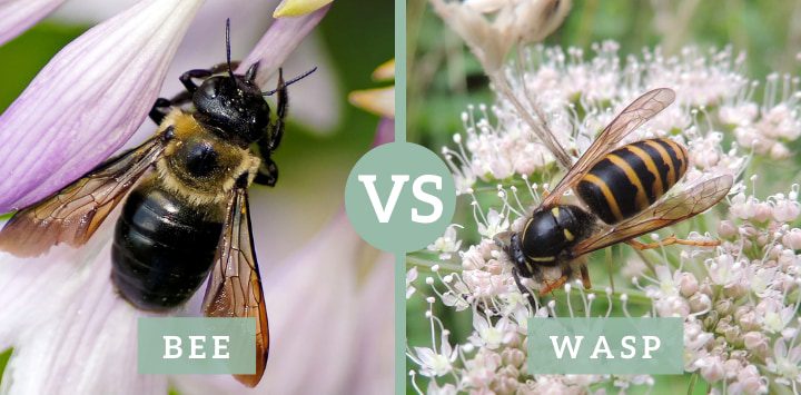 ilustración abeja vs avispa