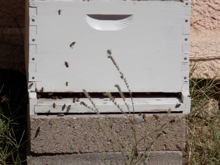 abejas obreras ociosas en la colmena