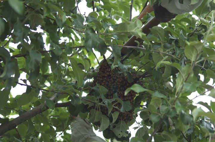 abejas enjambradas en las ramas superiores de un árbol