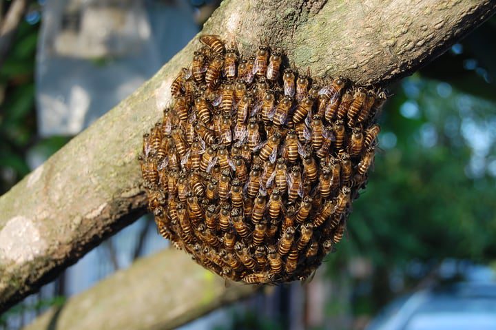 pequeño enjambre de abejas en una rama