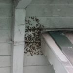 las abejas pululan alrededor de una casa