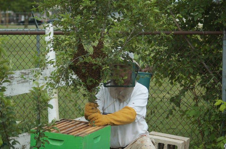 Colocación de las abejas enjambradas en su nueva colmena