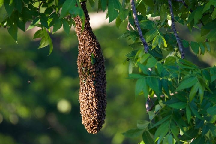 enjambre de abejas en la rama superior