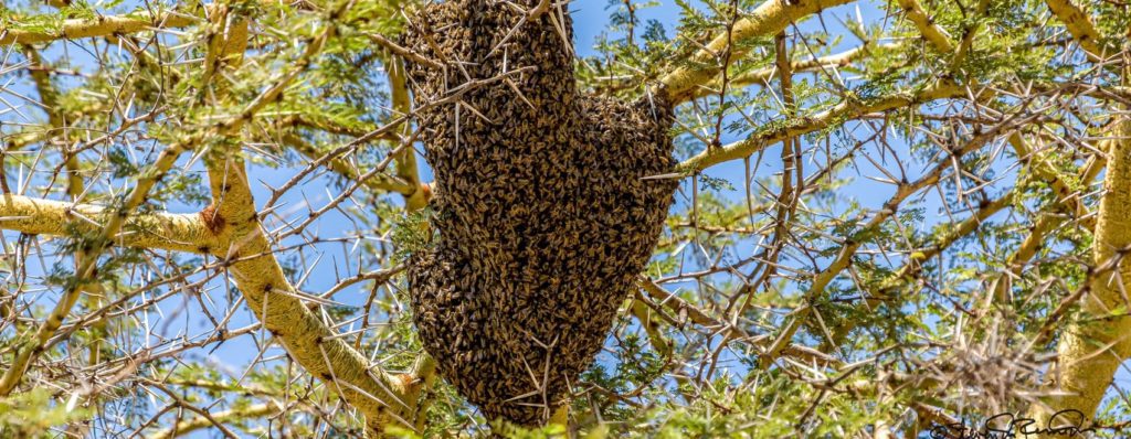 Las mejores trampas y cómo atrapar un enjambre de abejas