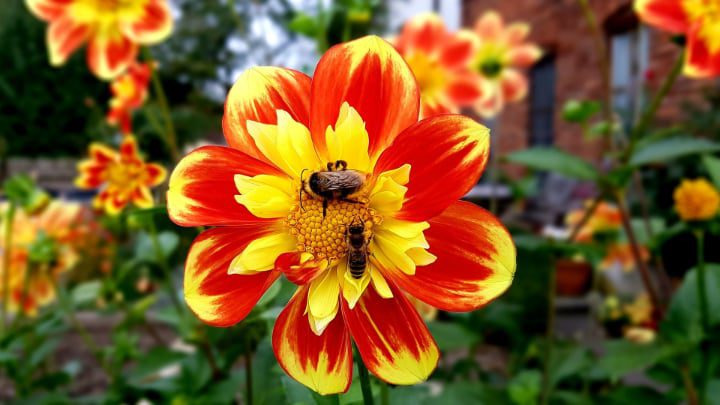 abejas polinizando dalias en el jardín