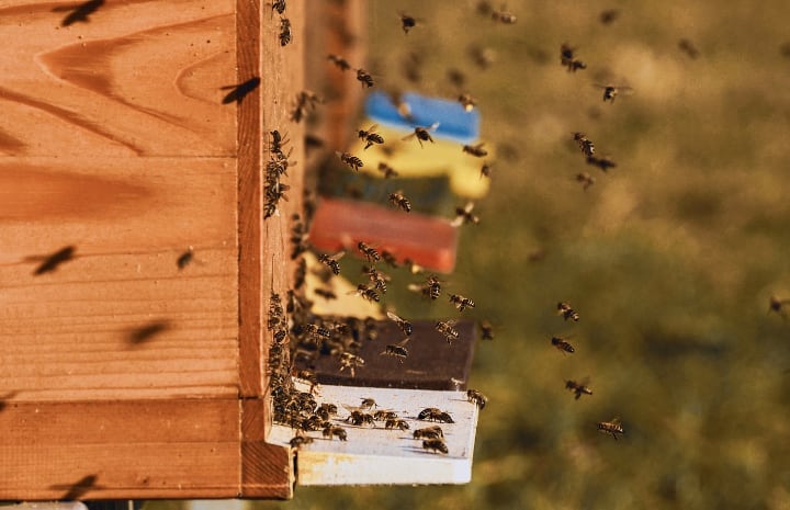 casa de las abejas