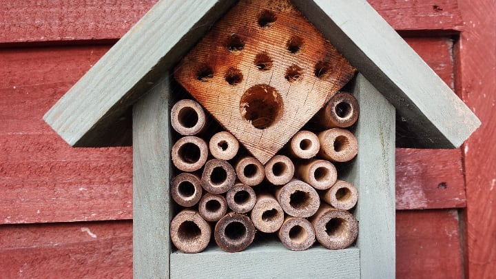 casa de abejas solitarias