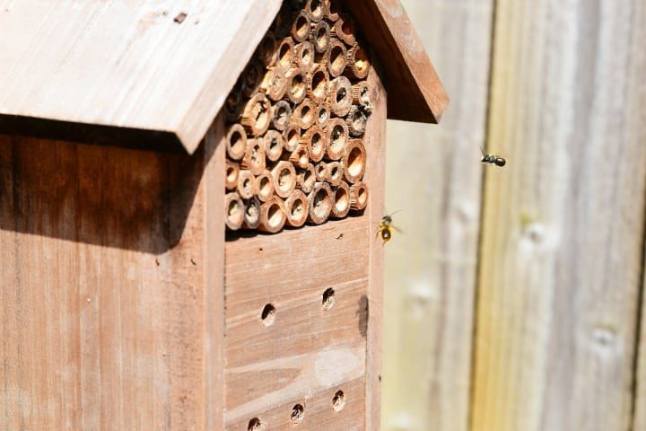 cómo atraer a las abejas a tu casa