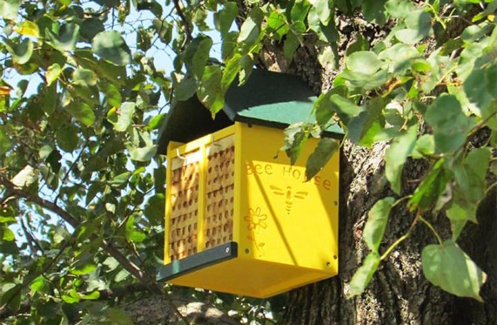 casa de abejas de colores