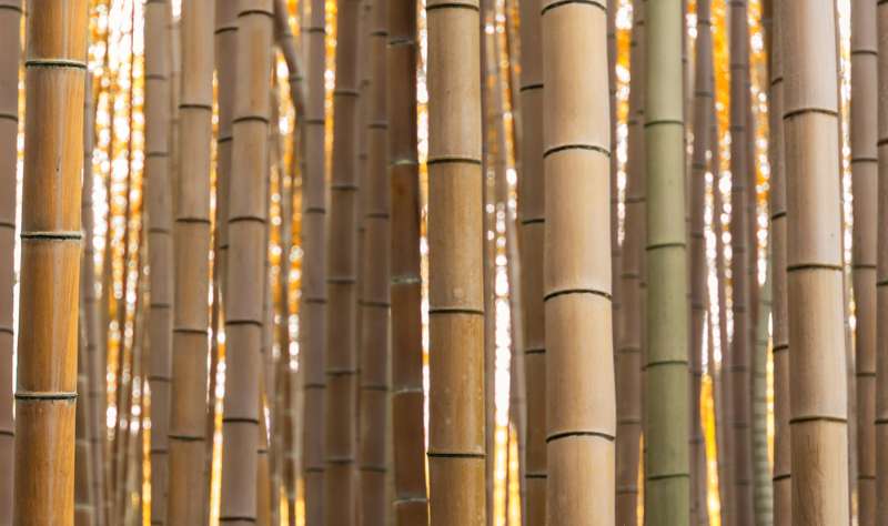 bambú de arboleda dorada