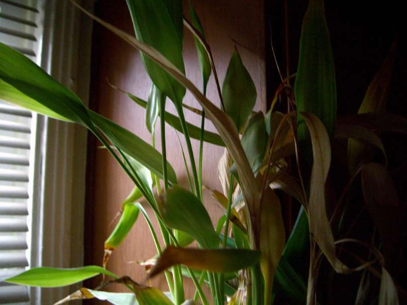 planta de bambú de interior