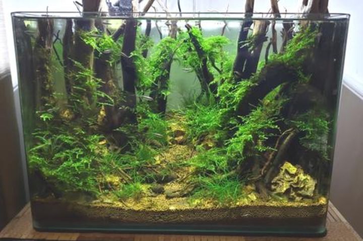 bosque de aquascaping