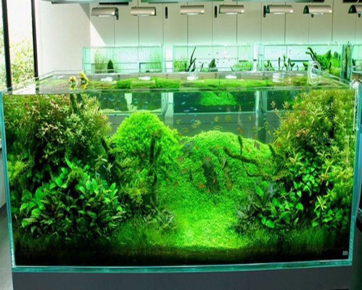 paisaje acuático de algas