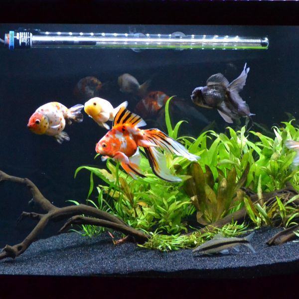 plantas de acuario para peces de colores