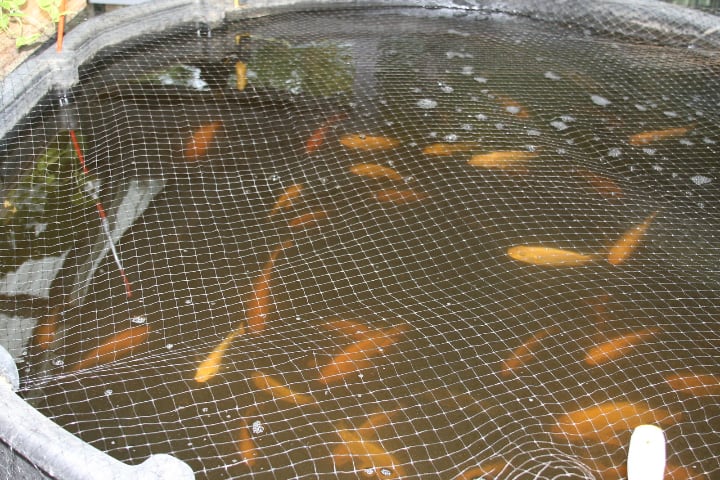 peces en un tanque de acuaponía