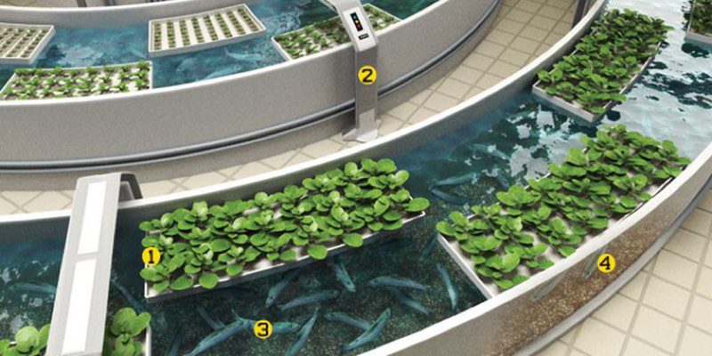 cultivo acuapónico peces verduras