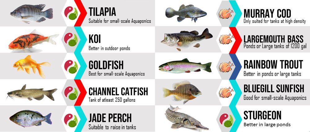los mejores peces para los tanques de acuaponía