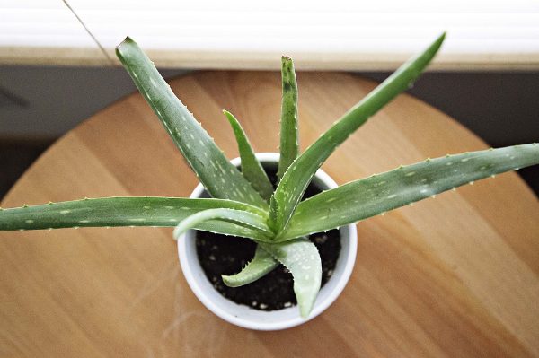 Cultivar el Aloe Vera en interiores