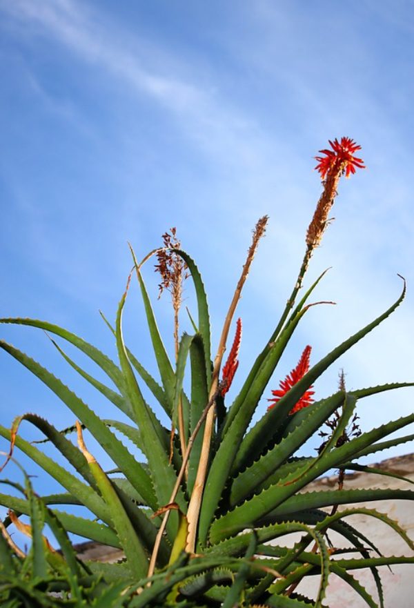Plantar Aloe Vera en el exterior