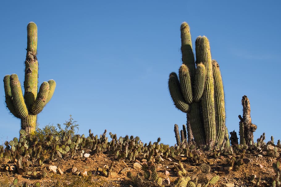 tipos de cactus suculentas cactus saguaro