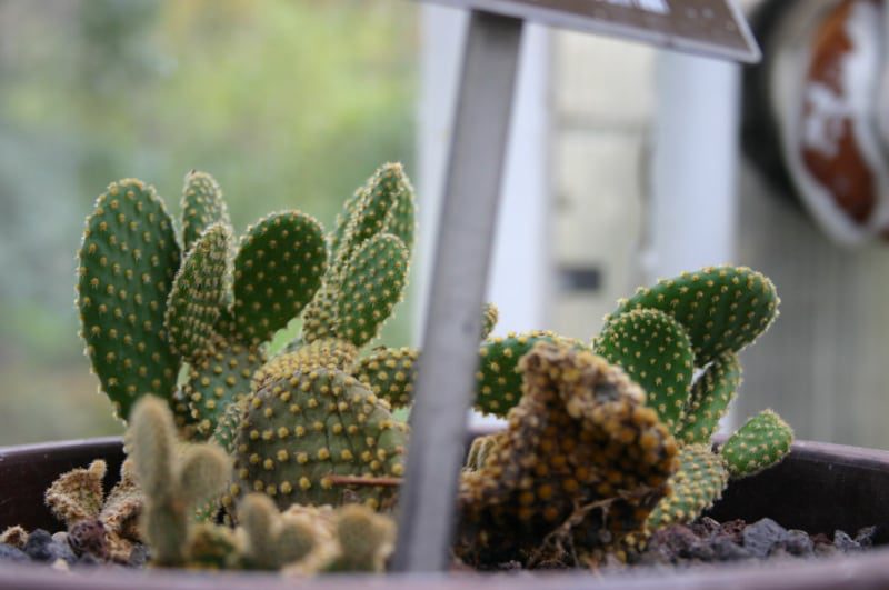tipos comunes de suculentas cactus orejas de conejo