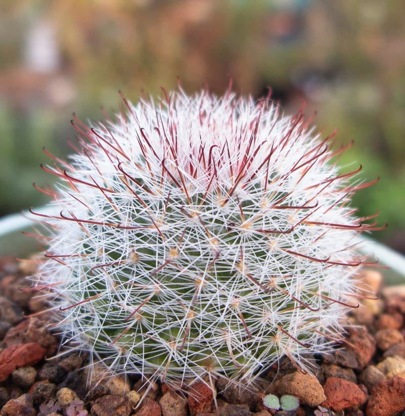 tipos de suculentas pequeñas cactus alfiletero