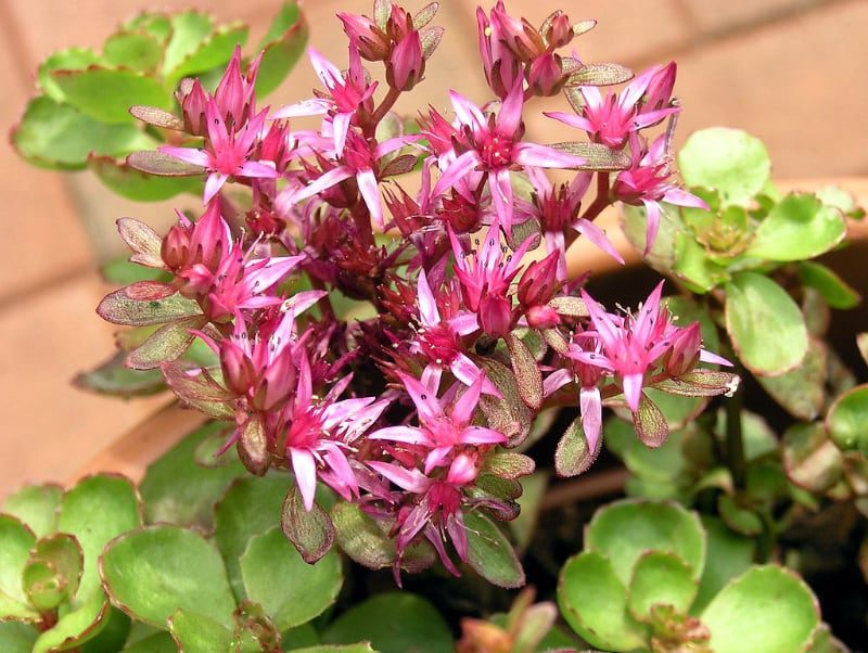 tipos de suculentas con flor roseum