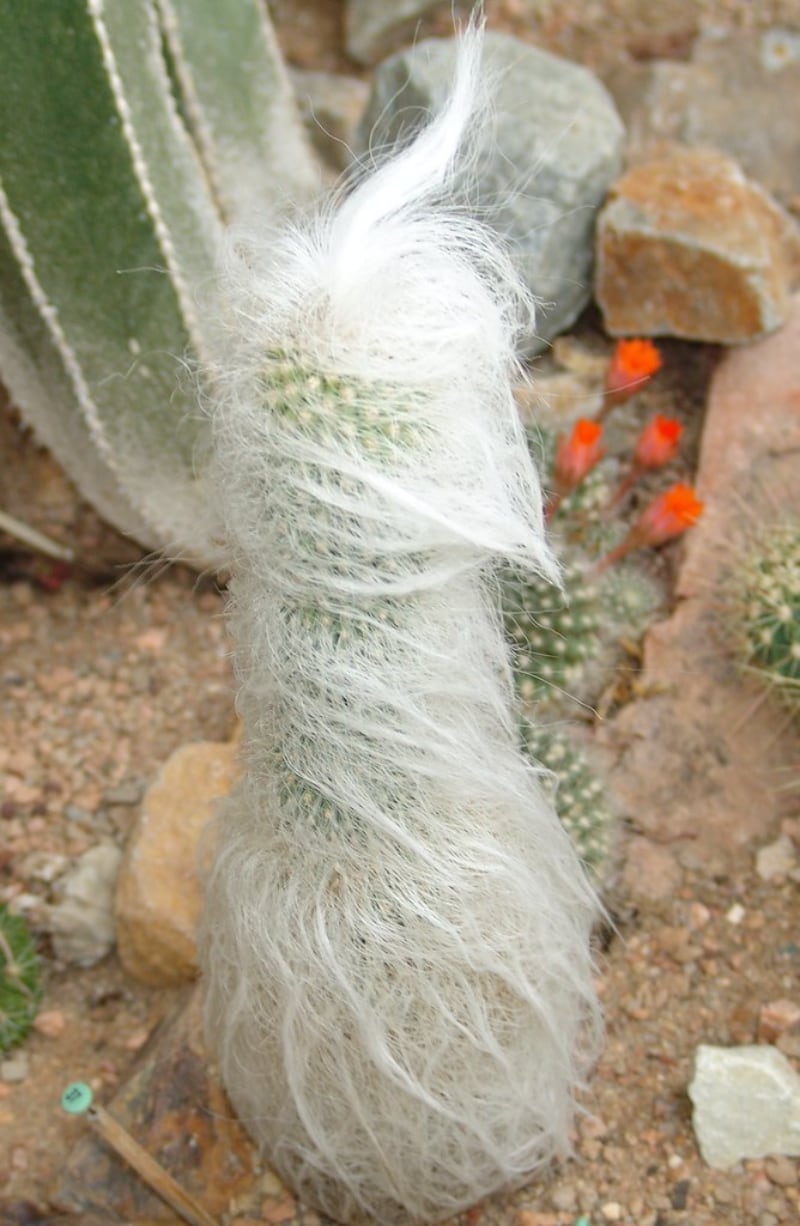 tipos de cactus y suculentas cactus del hombre viejo