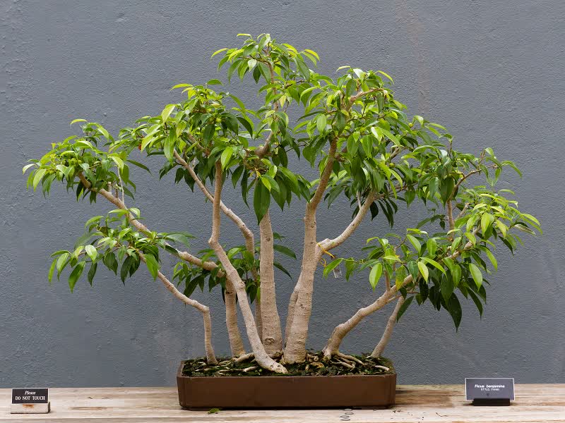 Bonsái de Ficus benjamina