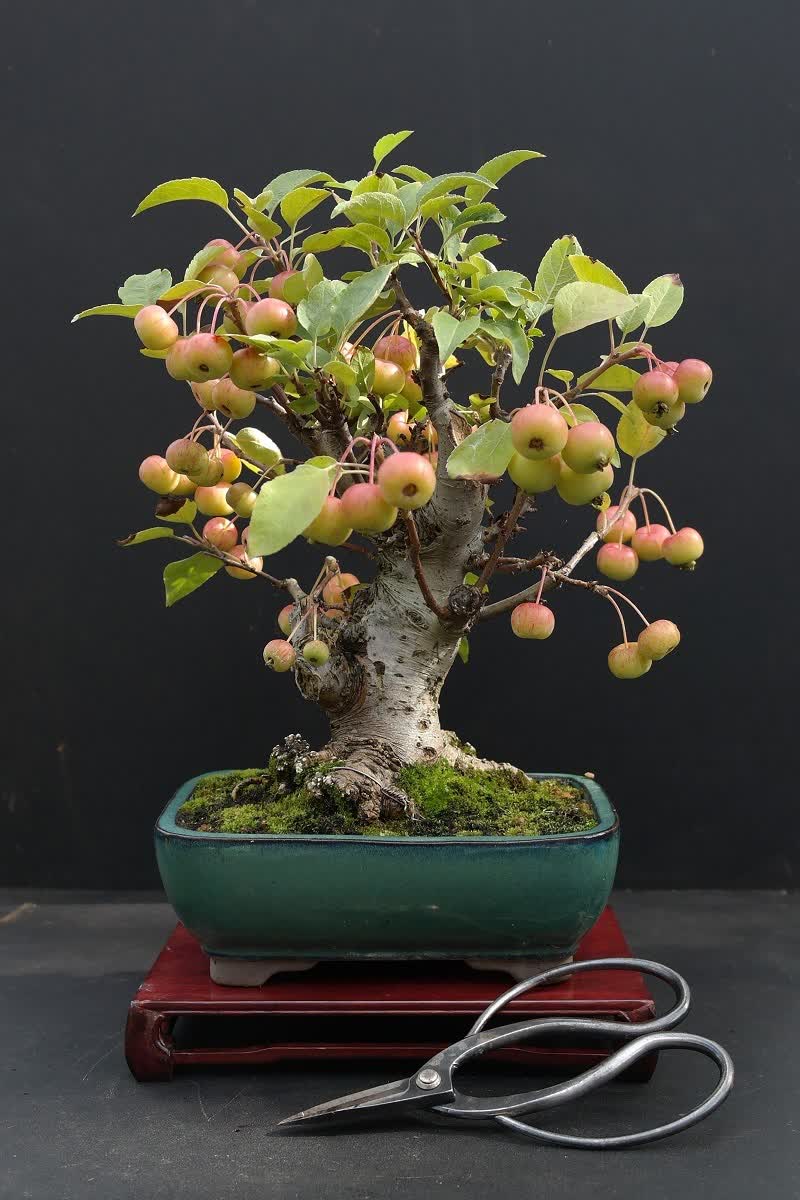 manzano bonsái