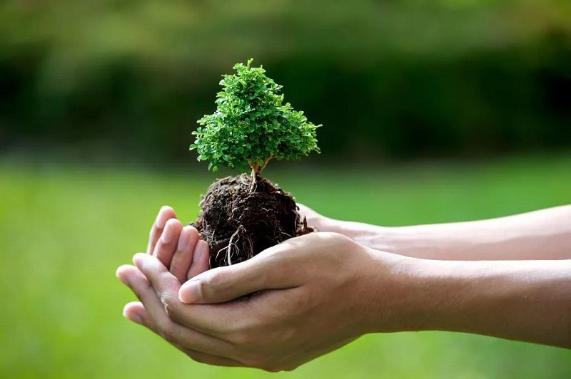 cómo cultivar un bonsái a partir de un esqueje