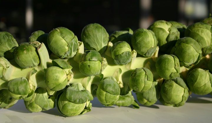 gladius brussel sprout bushels