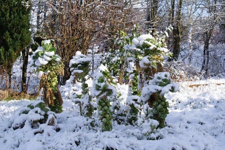 plantas de coles de Bruselas cubiertas de nieve