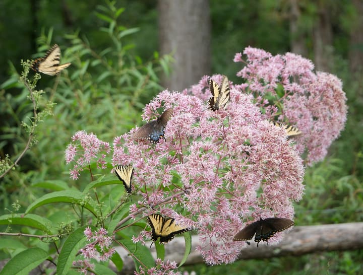 mariposas de cola de golondrina de tigre del este en una hierba joe pye