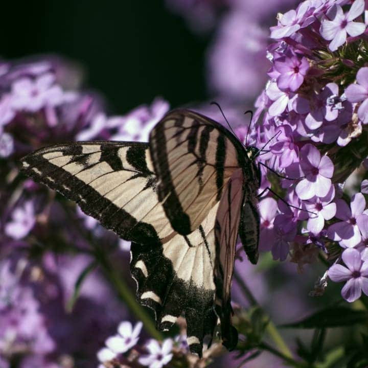 mariposa sobre flox púrpura en el jardín