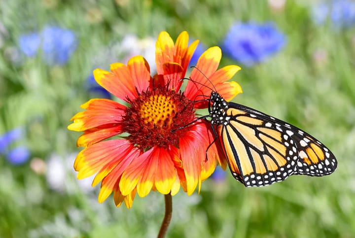 mariposa sobre una flor manta en el jardín