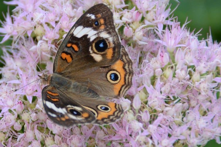 mariposa buckeye sobre flores de sedum