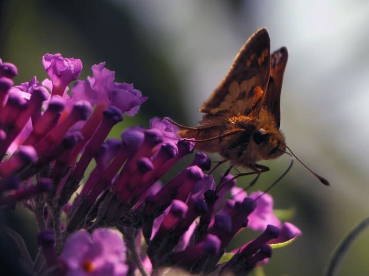 mariposa skipper en un arbusto de mariposas
