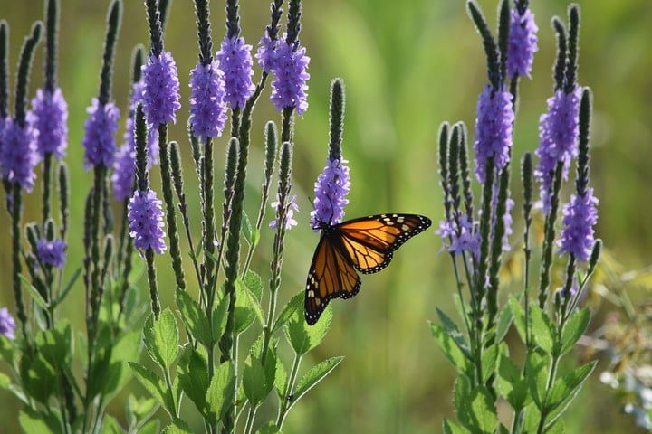 mariposa monarca en una flor de verbena
