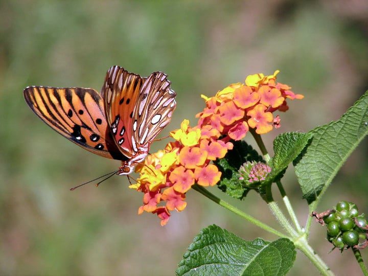 mariposa en las flores de lantana